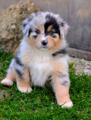 Les chiots de Berger Australien