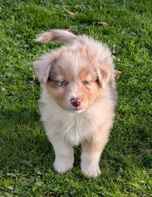 Les chiots de Berger Australien