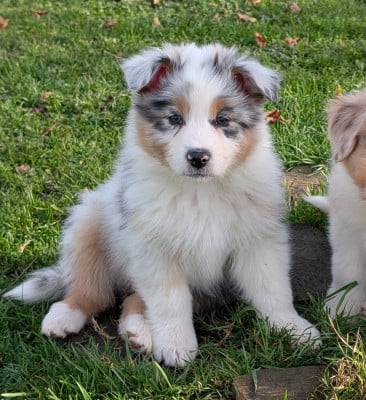 Les chiots de Berger Australien