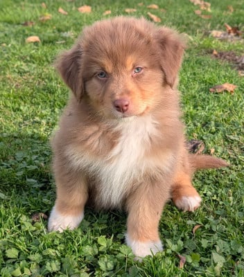 Les chiots de Berger Australien