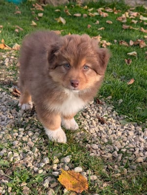 Les chiots de Berger Australien
