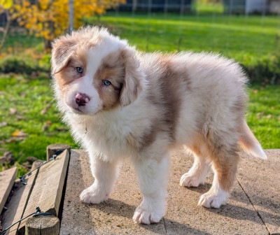 Les chiots de Berger Australien