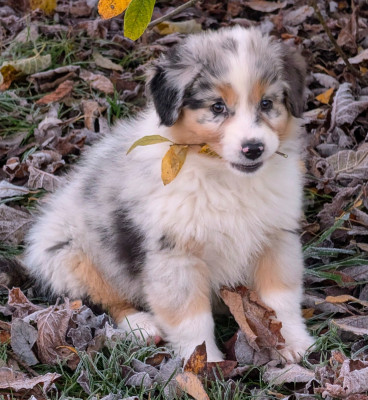 Les chiots de Berger Australien