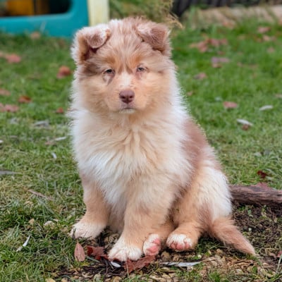 Les chiots de Berger Australien