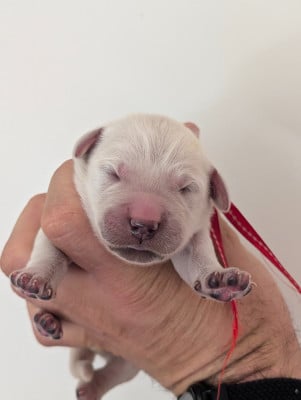 Les chiots de Golden Retriever