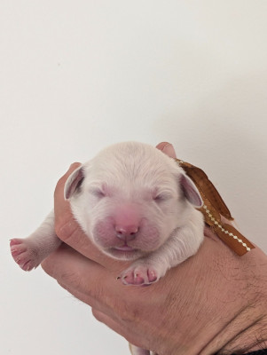 Les chiots de Golden Retriever