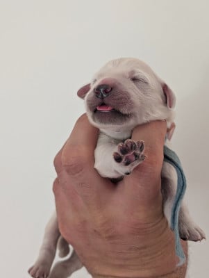 Les chiots de Golden Retriever