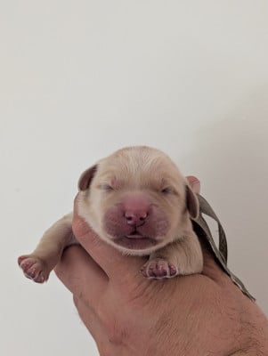 Les chiots de Golden Retriever