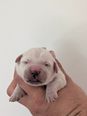 Les chiots de Golden Retriever