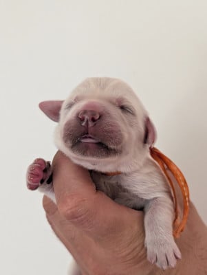 Les chiots de Golden Retriever