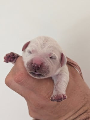 Les chiots de Golden Retriever