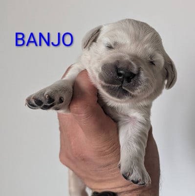 Les chiots de Golden Retriever