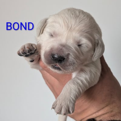 Les chiots de Golden Retriever