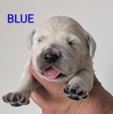 Les chiots de Golden Retriever