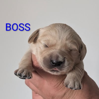 Les chiots de Golden Retriever