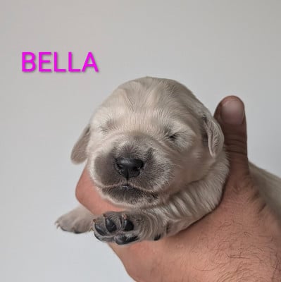 Les chiots de Golden Retriever