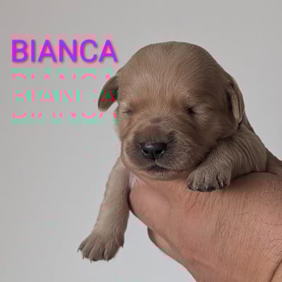 Les chiots de Golden Retriever