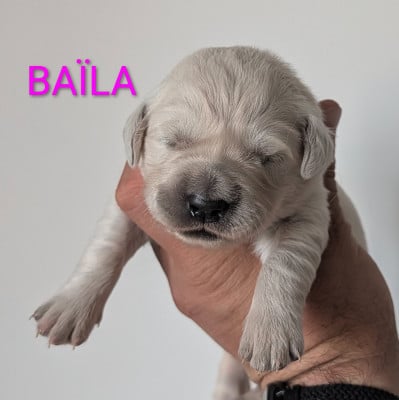 Les chiots de Golden Retriever