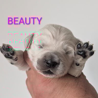 Les chiots de Golden Retriever