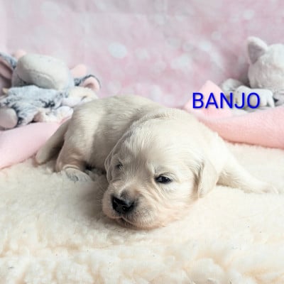 Les chiots de Golden Retriever