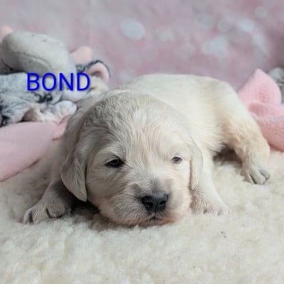 Les chiots de Golden Retriever