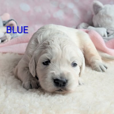 Les chiots de Golden Retriever