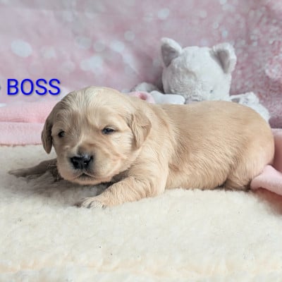 Les chiots de Golden Retriever