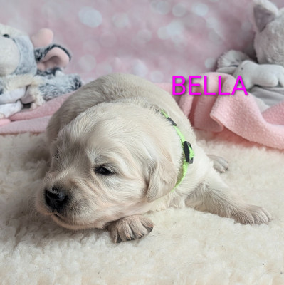 Les chiots de Golden Retriever