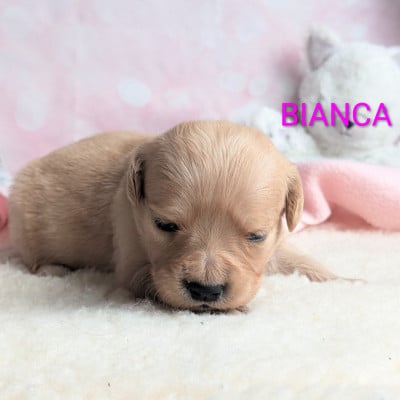 Les chiots de Golden Retriever