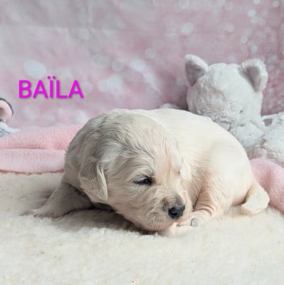 Les chiots de Golden Retriever