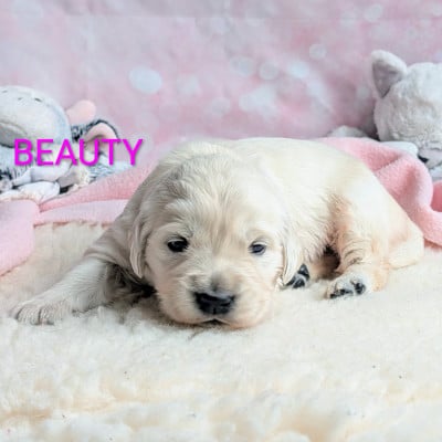 Les chiots de Golden Retriever