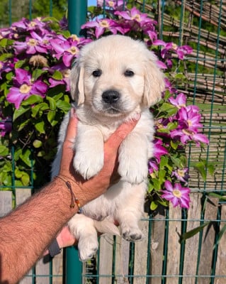 Les chiots de Golden Retriever
