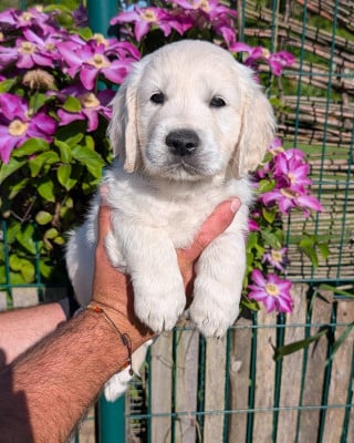Les chiots de Golden Retriever