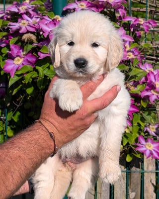 Les chiots de Golden Retriever