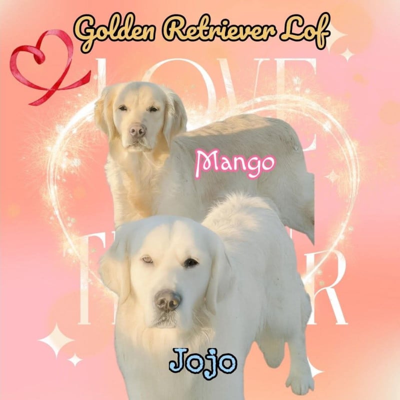 Golden Retriever - De L'Esprit D'Oural