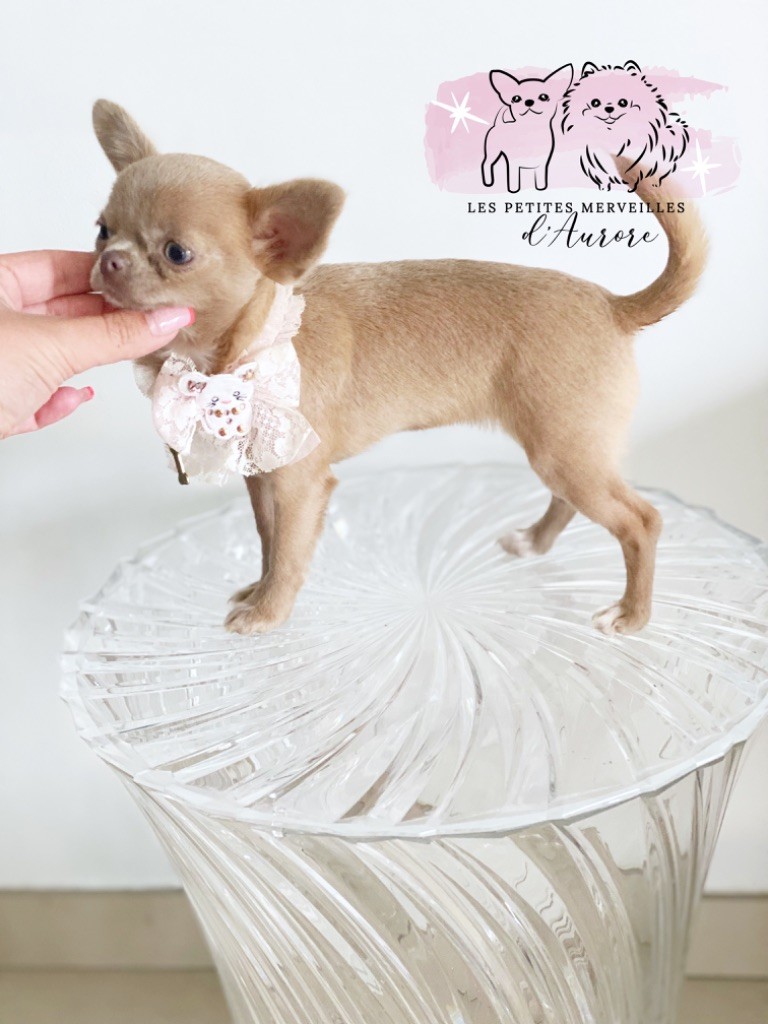 Publication : des Petites Merveilles d'Aurore