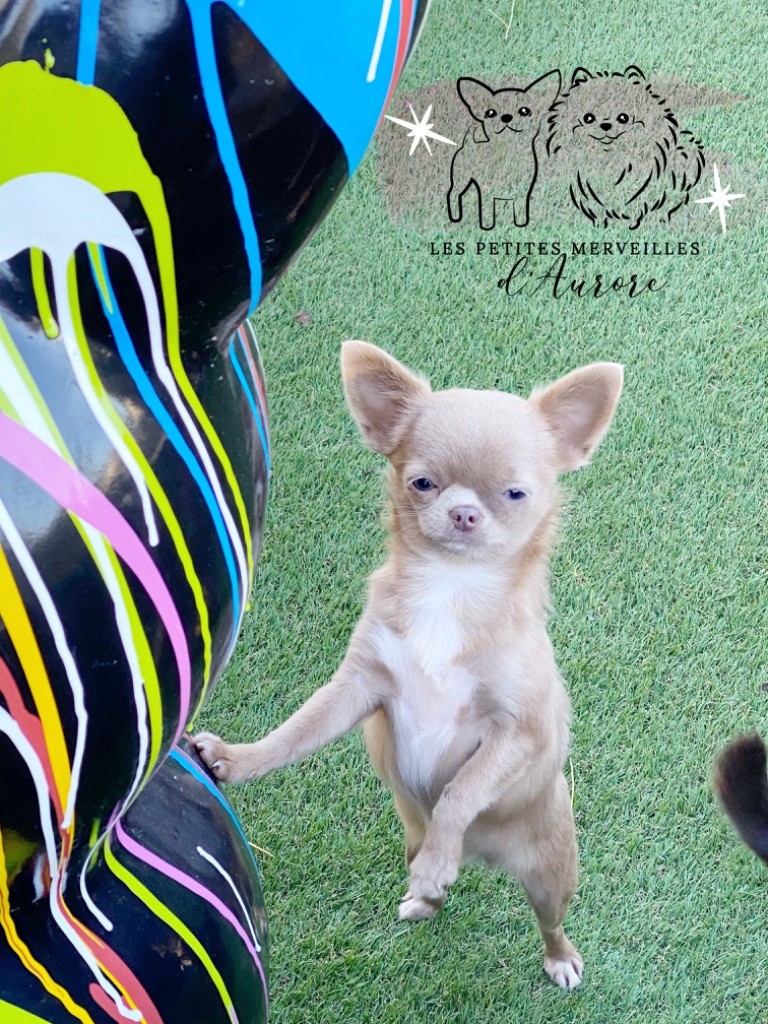 Publication : des Petites Merveilles d'Aurore