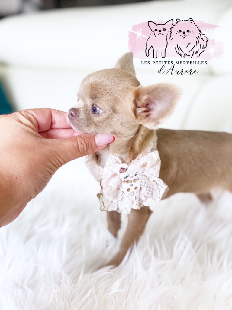 Publication : des Petites Merveilles d'Aurore