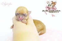 des Petites Merveilles d'Aurore - Chihuahua - Portée née le 10/08/2018