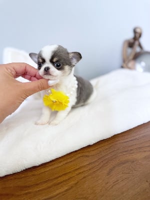 Chihuahua - des Petites Merveilles d\'Aurore 