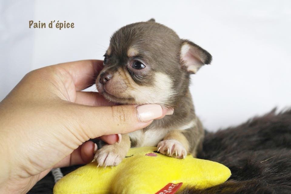 Pain d'épice - Chihuahua