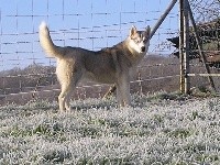 Étalon Siberian Husky - Lou (Sans Affixe)