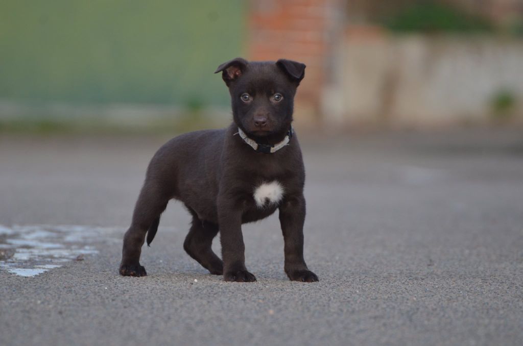 Blanco - Australian Kelpie