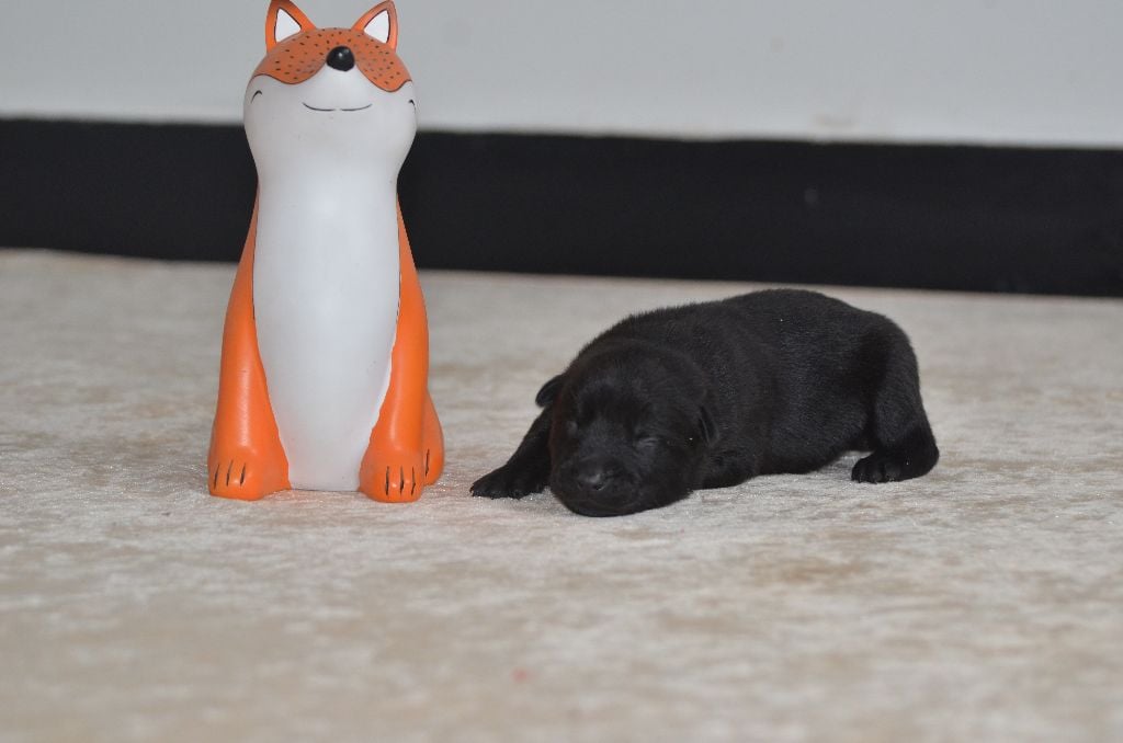 Australian Kelpie - Des Fondues De Chocolat