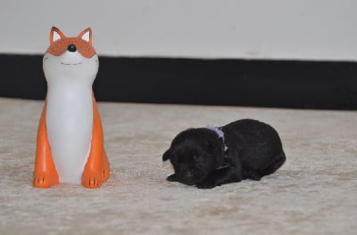 Les chiots de Australian Kelpie