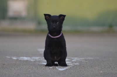 Les chiots de Australian Kelpie