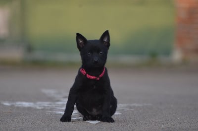 Les chiots de Australian Kelpie