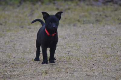 Les chiots de Australian Kelpie