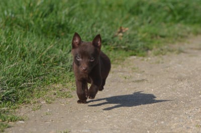 Les chiots de Australian Kelpie