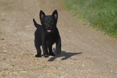 Les chiots de Australian Kelpie